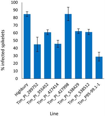 Identification of Fusarium Head Blight Resistance in Triticum timopheevii Accessions and Characterization of Wheat-T. timopheevii Introgression Lines for Enhanced Resistance